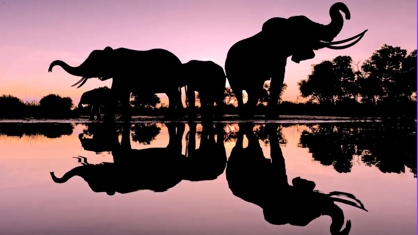 Elephant Room